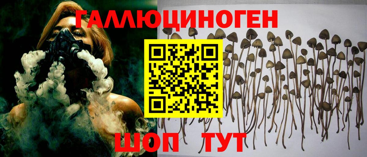 Киров  Галлюциногенные грибы Psilocybine cubensis  Вход с VPN 